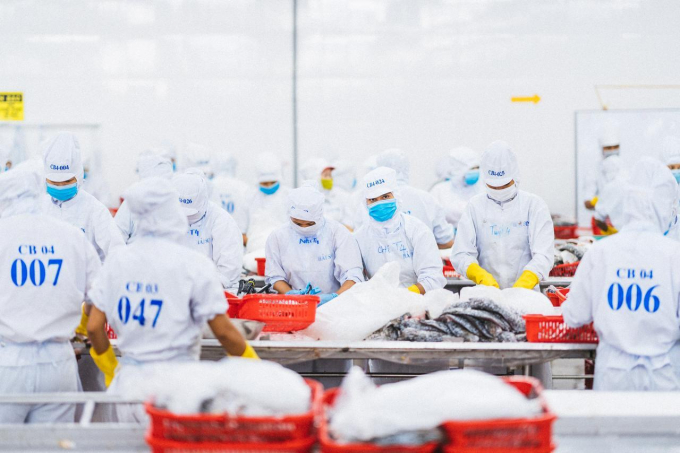 Chế biến cá chẽm tại Công ty TNHH Thủy sản Australis Việt Nam. Ảnh: KS.