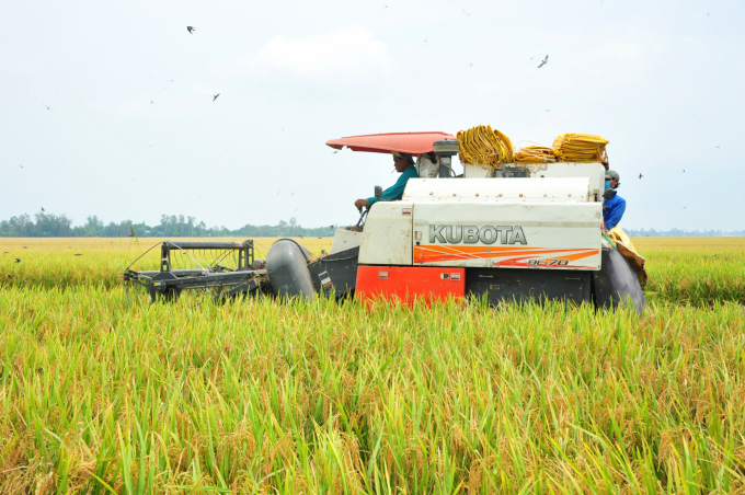 Nông dân Hà Nội đang tất bật thu hoạch lúa vụ mùa năm 2022.