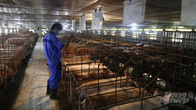 Khu trang trại chăn nuôi lợn thảo dược của anh Nguyễn Ngọc Sáng. Ảnh: Đào Thanh.