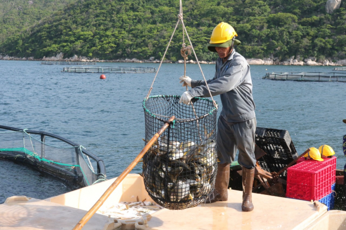 Tỉnh Khánh Hòa sẽ giảm dần diện tích nuôi lồng bè ven bờ, phát triển nuôi vùng biển hở công nghệ cao. Ảnh: KS.