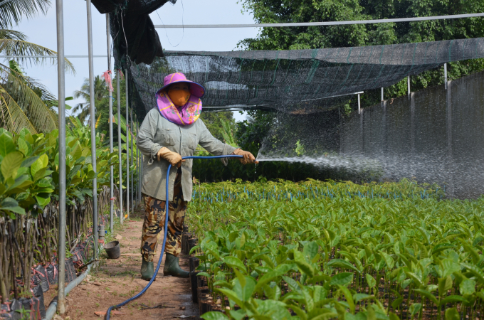 Nông dân phấn khởi an tâm sản xuất vì đã có những con đập ngăn mặn. Ảnh: Minh Đảm.