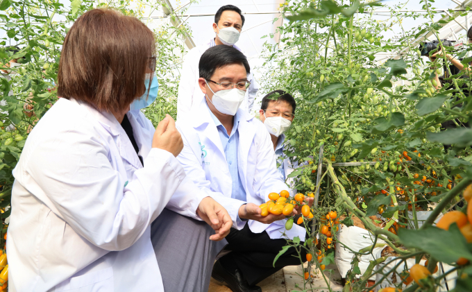 Ông Nguyễn Đình Trung, Bí thư Tỉnh ủy Đăk Lăk thăm vườn cà chua Nova sản xuất theo hướng công nghệ cao. Ảnh: Quang Yên.