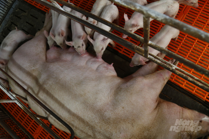 Trong tương lai, lợn thảo dược sẽ được anh Sáng lựa chọn là sản phẩm chủ lực của HTX. Ảnh: Đào Thanh.
