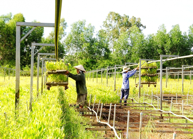 Vườn ươm giống keo lai cấy mô chất lượng cao của doanh nghiệp Nguyên Hạnh, 1 trong 3 đơn vị có phòng nuôi cấy mô ở Bình Định. Ảnh: T.Đ.