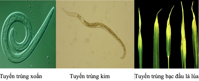 Sagofort 10Gr là thuốc trừ tuyến trùng phổ rộng, nên có thể dùng trừ tuyến trùng trên nhiều loại cây trồng.