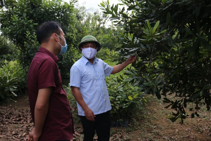 Lãnh đạo UBND tỉnh Lạng Sơn thăm, kiểm tra vườn trồng mắc ca tại xã Vạn Linh, huyện Chi Lăng. Ảnh: ĐT.