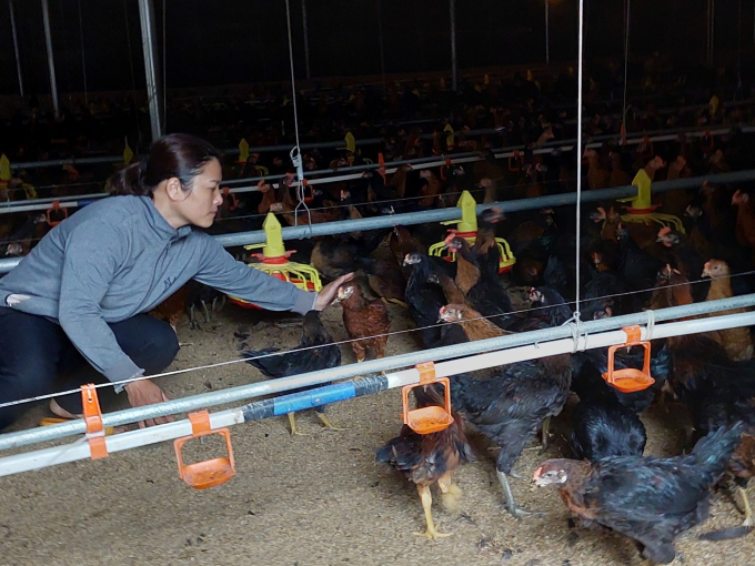 Người dân liên kết chăn nuôi gà với Japfa Việt Nam đang rất mong chờ một sự thay đổi trong cơ chế hợp tác nhằm tiến tới mối liên kết lâu dài, bền vững. Ảnh: Quang Yên.