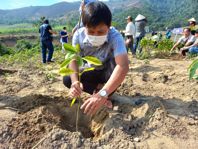 Dự án 'Trồng và phục hồi rừng đầu nguồn sông Gianh' được triển khai tại Quảng Bình. Ảnh: Tâm Phùng.