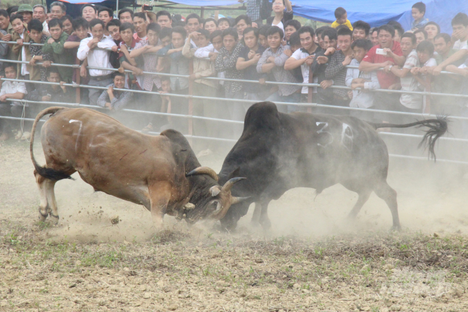 Huyện Bảo Lâm tổ chức lễ hội chọi bò xuân hàng năm nhằm bảo tồn, phát triển giống bò U quý hiếm của đồng bào Mông.