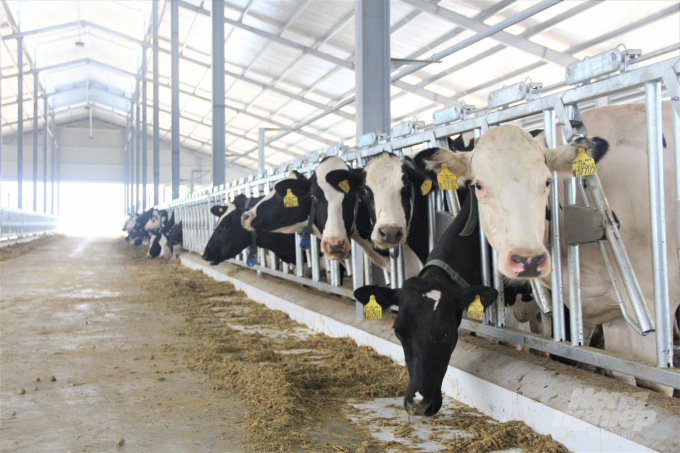 Mộc Châu Milk đặt ra mục tiêu chất thải phải được tái sử dụng thành phân bón giúp giảm chi phí đầu tư cho dàn bò, mang lại hiệu quả kinh tế cho người nông dân. Ảnh: Phạm Hiếu.