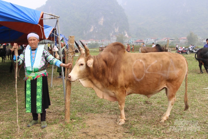 Con bò là tài sản quý, cũng là người bạn thân thiết của người Mông ở huyện Bảo Lâm.