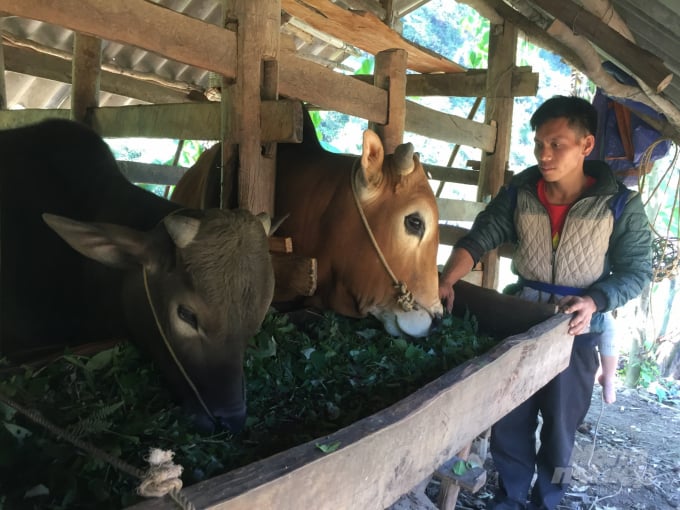 Người dân xã Thạch Lâm, huyện Bảo Lâm phát triển chăn nuôi bò nhốt chuồng. Ảnh: Công Hải