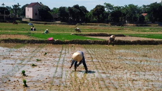 Các diện tích lúa khó khăn về nước tưới, cần mạnh dạn chuyển sang cây trồng cạn trong vụ hè thu 2022. Ảnh: TL.