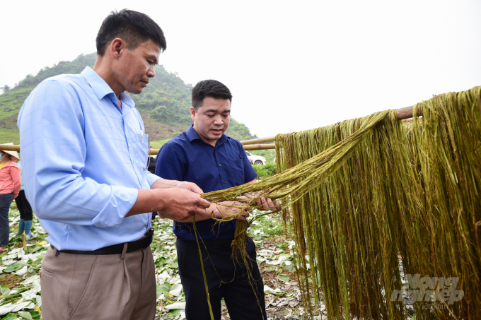 Cán bộ chuyên môn của tỉnh Hòa Bình và An Phước Viramie đang cùng làm việc để tối ưu quy trình kỹ thuật cũng như giống cho cây gai xanh trên đất đồi dốc. Ảnh: Minh Phúc.