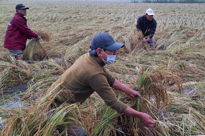 Nông dân tranh thủ thời tiết bắt đầu khô ráo để vớt vát những diện tích lúa bị ngập úng sau đợt mưa bất thường. Ảnh: CĐ.