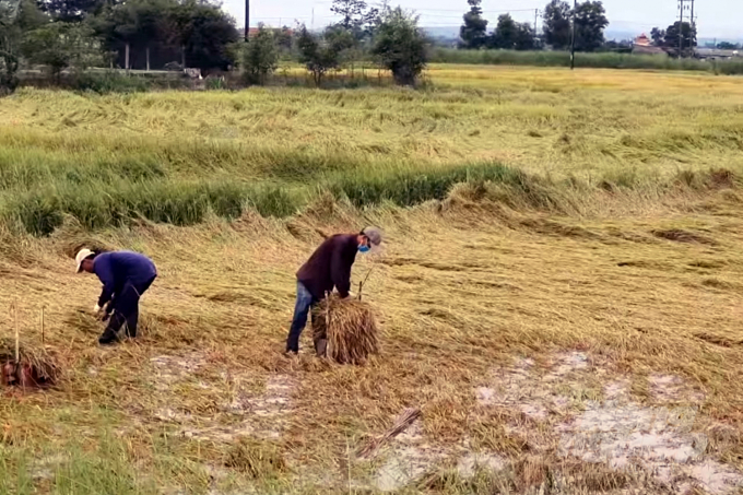 Nông dân Quảng Trị tập trung thu hoạch lúa đông xuân bị ngã đổ. Ảnh: Võ Dũng.