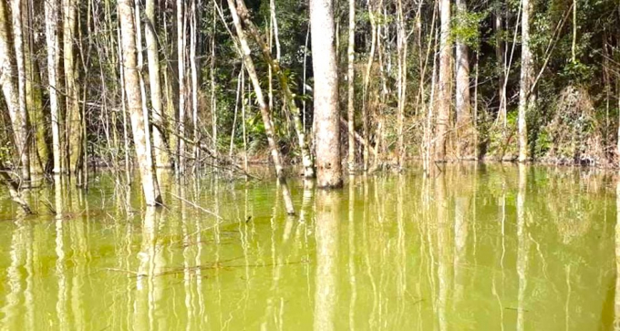 Thủy điện tích nước khiến rừng bị ngập úng và chết. Ảnh Tuấn Anh.