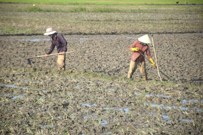 Nông dân huyện Tuy Phước (Bình Định) khẩn trương làm đất để ngày 10/5 bắt đầu xuống giống vụ thu. Ảnh: V.Đ.T.