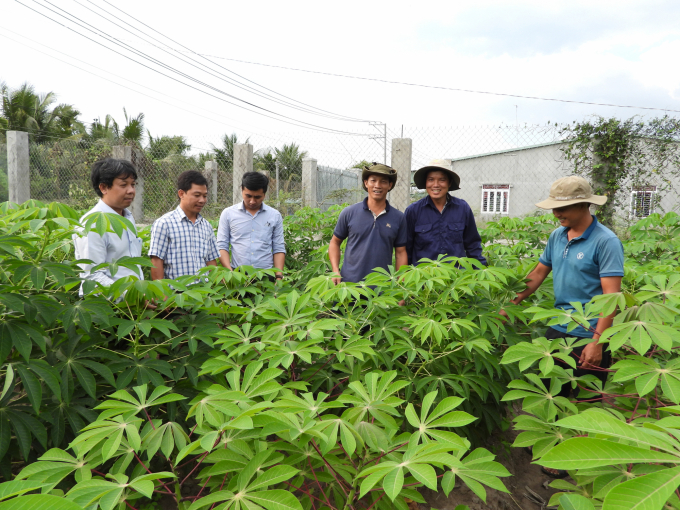Tây Ninh hiện có diện tích trồng sắn đứng thứ 2 cả nước chỉ sau tỉnh Gia Lai. Ảnh: Trần Trung.