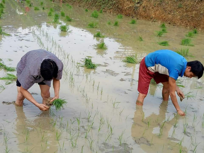 Lào Cai tiếp tục duy trì và mở rộng diện tích cánh đồng 01 giống thâm canh lúa cải tiến (SRI). Ảnh: Lưu Hòa.