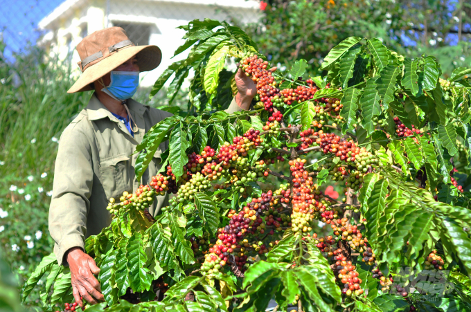 Được sự hỗ trợ của VnSAT, các thành viên Hợp tác xã Tân Nghĩa (xã Tân Nghĩa, huyện Di Linh, Lâm Đồng) liên kết sản xuất cà phê một cách khoa học, tăng chất lượng sản phẩm. Ảnh: Minh Hậu.