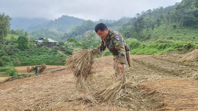 Ông Lô Văn Phỉnh ở bản Nà Cà, xã Đổng Xá, huyện Na Rì đang rải rơm che phủ lên luống gừng theo hướng dẫn kỹ thuật của cán bộ CSSP Bắc Kạn. Ảnh: TN.