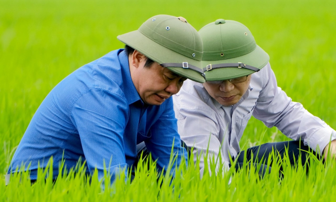 Vụ đông xuân năm nay, nông dân giảm được đáng kể chi phí phun thuốc BVTV do lúa khá sạch bệnh. Ảnh: Bá Thắng.