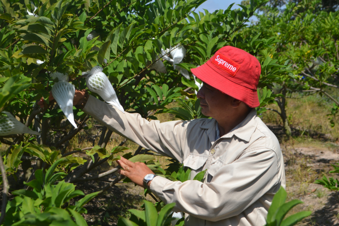 Người dân quanh chân núi Bà Đen từng bước chuyển dần sang canh tác theo hướng hữu cơ, NNCNC, nâng cao chất lượng sản phẩm. Ảnh: Hồng Thủy.