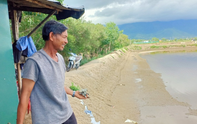 Gia đình ông Bảy Thành bị thiệt hại nặng vụ đầu thả tôm. Ảnh: KS.