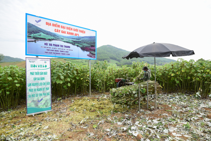 Gai xanh đang trở thành cây trồng chủ lực ở nhiều xã của huyện Cẩm Thủy, Thanh Hóa. Ảnh: Tùng Đinh.