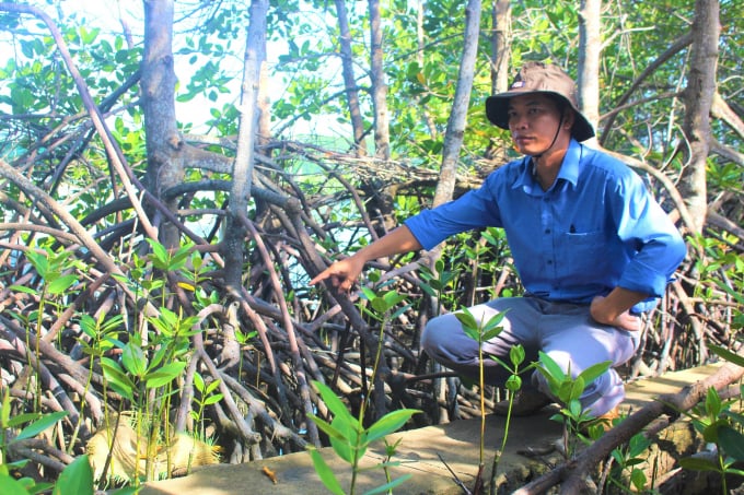 Anh Trương Xuân Đưa giới thiệu đặc tính của cây đước được trồng tại vườn ươm Khu sinh thái Cồn Chim - Đầm Thị Nại. Ảnh: V.Đ.T.