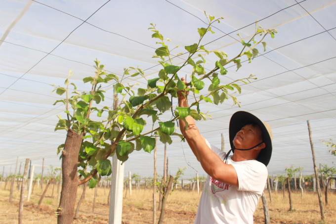 Xã Cam Thành Nam có khí hậu và thổ nhưỡng phù hợp để phát triển cây táo. Ảnh: KS.