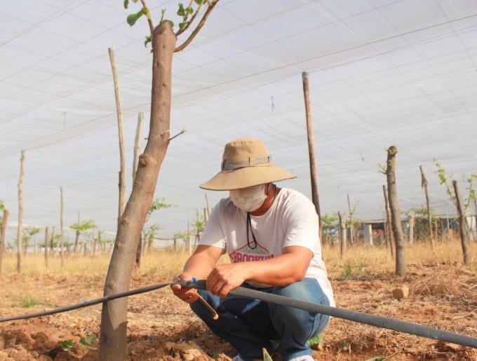 Người trồng táo ở xã Cam Thanh Nam cũng đã áp dụng hệ thống tưới tiết kiệm cho cây táo, giúp năng suất tăng vượt trội. Ảnh: KS.