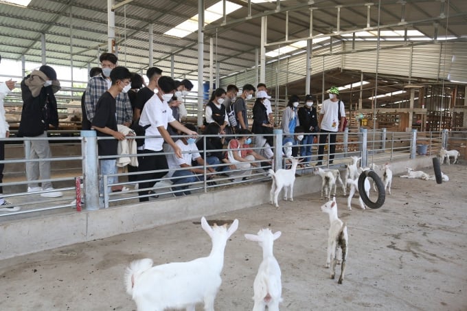 Du khách trải nghiệm tham quan mô hình nuôi dê sữa tại HTX Đông Nghi. Ảnh: Minh Đảm.