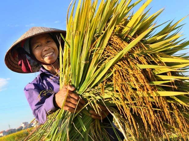 Nhìn thẳng vào thực tế ở nông thôn, vai trò 'chủ thể' của người nông dân còn mờ nhạt. Ảnh minh họa: Trung Kiên/TTXVN.