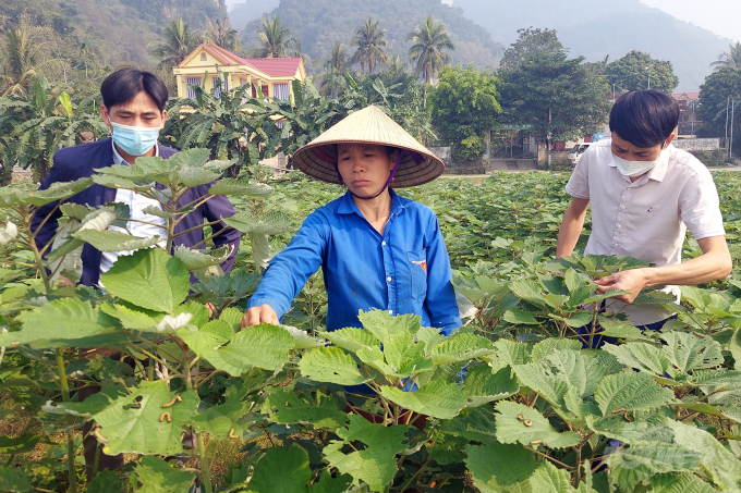 Nhiều hộ đã chuyển đổi một phần diện tích cây trồng kém hiệu quả sang cây gai xanh. Ảnh: Võ Dũng.