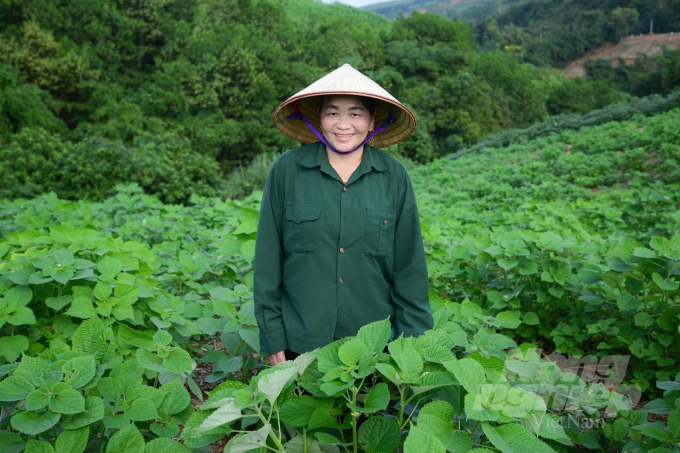 Cây gai xanh đem lại nguồn thu lớn cho gia đình bà Phạm Thị Thanh. Ảnh: Võ Dũng.