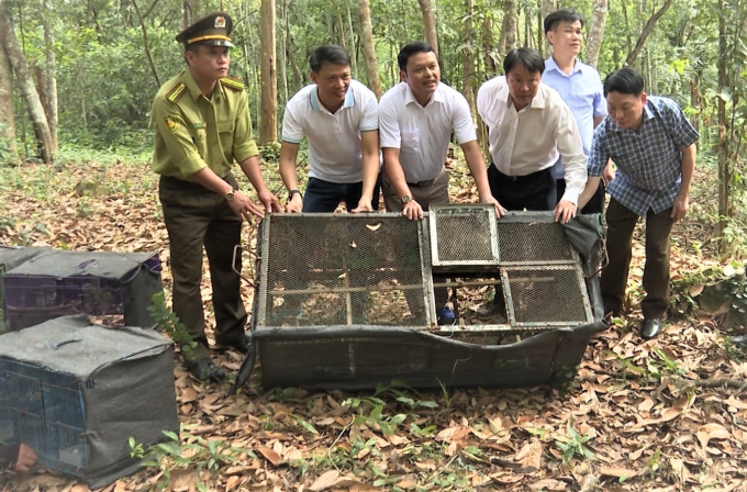 Đây là lần thứ 2 Ban Quản lý VQG Phong Nha - Kẻ Bàng với Trung tâm Cứu hộ động vật hoang dã Hà Nội phối hợp thả các động vật hoang dã về môi trường tự nhiên. Ảnh: Trọng Hiểu.