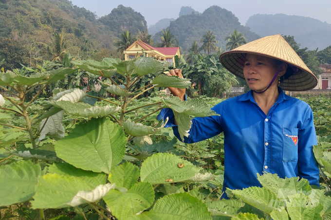 Cây gai xanh được kỳ vọng sẽ làm đổi thay cuộc sống của hàng nghìn hộ nông dân tỉnh Thanh Hóa. Ảnh: Võ Dũng.