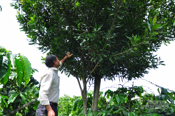 Mắc ca trồng xen trong vườn cà phê ở Lâm Đồng cho lợi nhuận khoảng 105 triệu đồng/ha. Ảnh: Minh Hậu.