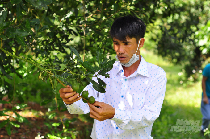 Lâm Đồng hiện có khoảng 151ha mắc ca trồng thuần, còn lại trên 5.000ha được trồng xen trong vườn cà phê, chè. Ảnh: Minh Hậu.