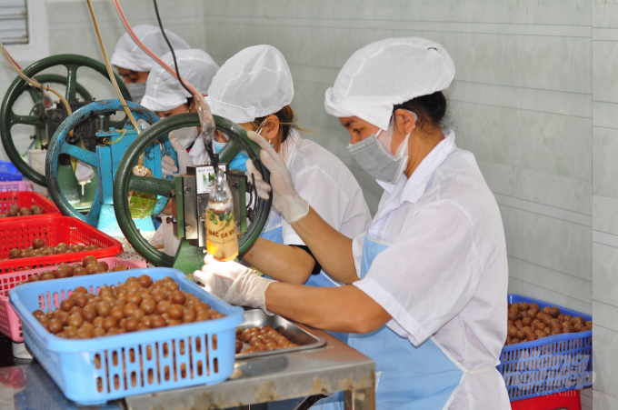 Tỉnh Lâm Đồng hướng đến sản xuất mắc ca chất lượng cao đáp ứng nhu cầu trong nước và xuất khẩu. Ảnh: Minh Hậu.