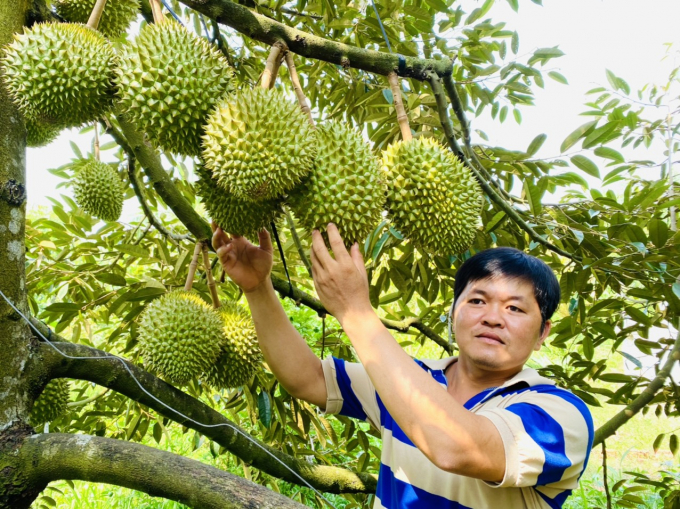 Durian is a crop that can help bring economic efficiency, create conditions to improve income and life for people. Photo: Le Hoang Vu.