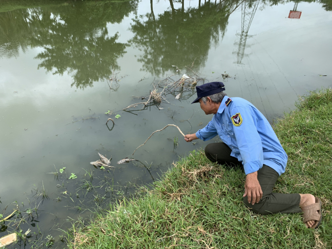 Những ngày qua, trên sông Bàu Giang (huyện Tư Nghĩa, Quảng Ngãi) xảy ra hiện tượng cá chết hàng loạt khiến người dân vô cùng lo lắng. Ảnh: L.K.