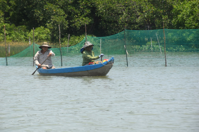 Người dân Cồn Chim đánh bắt thủy sản trong những khu rừng ngập mặn được quây lưới. Ảnh: V.Đ.T.