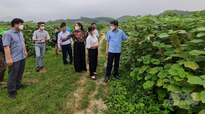 Hiện nay diện tích cây gai xanh tại tỉnh Tuyên Quang đã lên hơn 60ha. Ảnh: Đào Thanh.