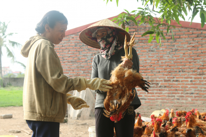 Bà Lưu Thị Duyên tư vấn chuyên môn về phòng bệnh cho gà ở xã Tân Tiến. Ảnh: Đinh Mười.