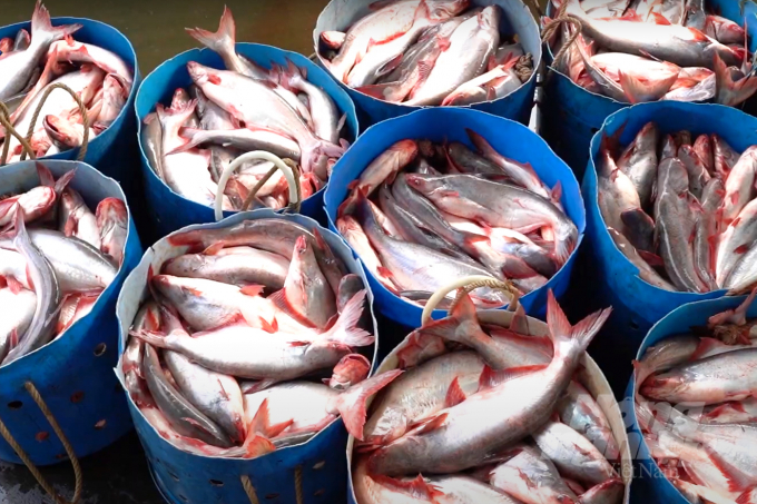 Nhiều doanh nghiệp cá tra đặt mục tiêu đạt doanh thu, lợi nhuận cao trong năm nay do thị trường xuất khẩu thuận lợi. Ảnh: Sơn Trang.