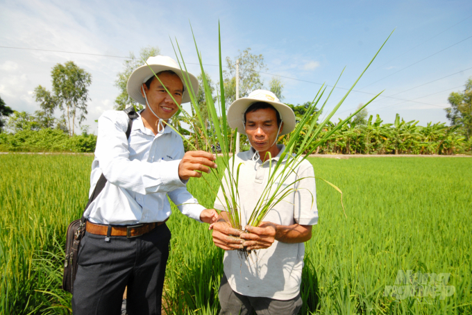 Nông dân trong Dự án VnSAT hỗ trợ tập huấn các tiến bộ kỹ thuật tiên tiến để sản xuất lúa. Ảnh: Lê Hoàng Vũ.