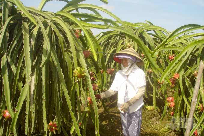 Consumption of dragon fruit is now more favorable. Photo: Thanh Son.